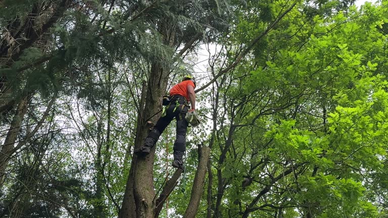 Best Emergency Tree Removal  in Annandale, NJ